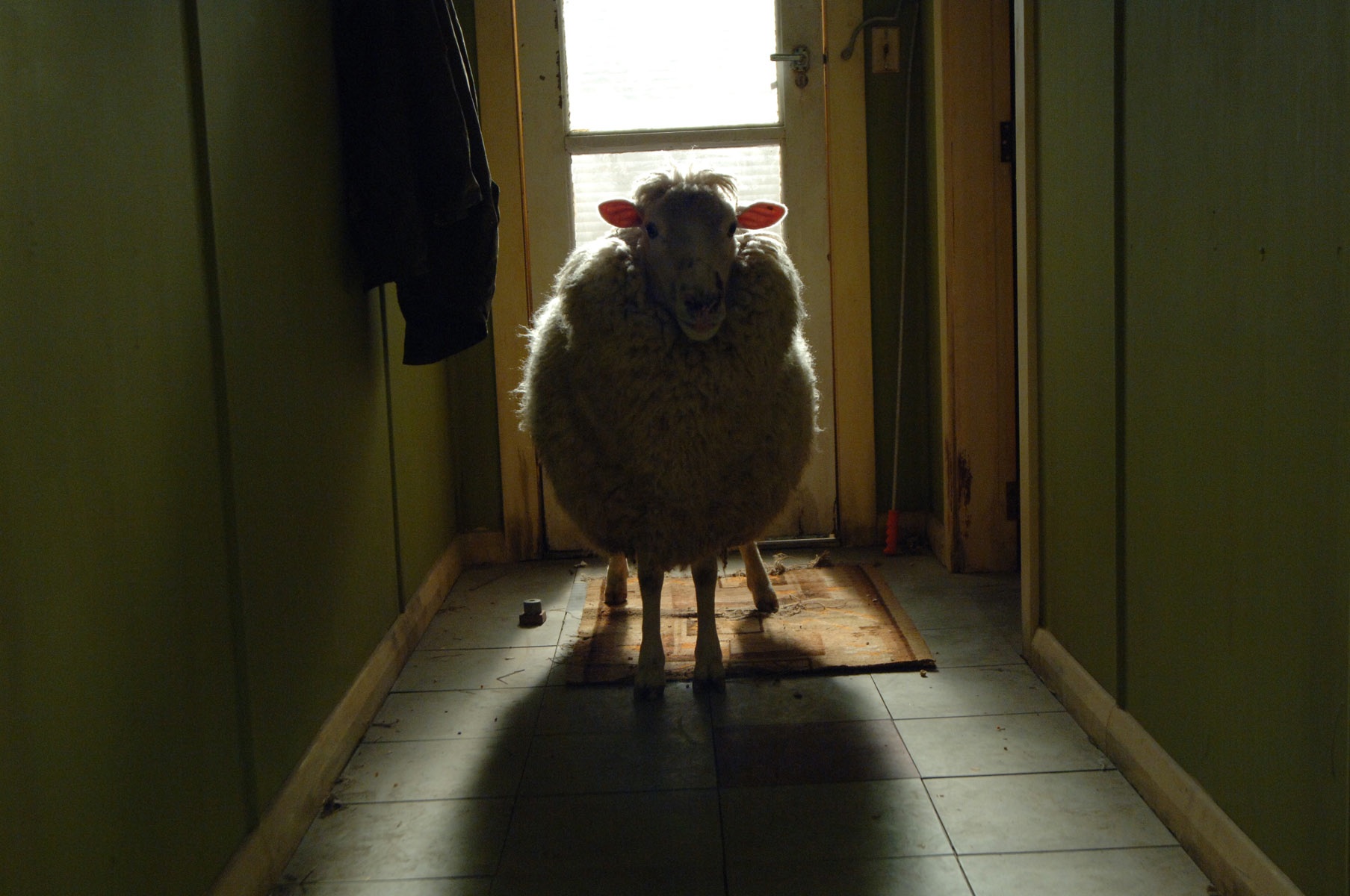 A sheep in a hallway