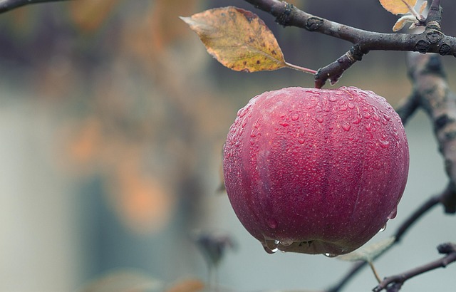 Image by Mircea Ploscar from Pixabay